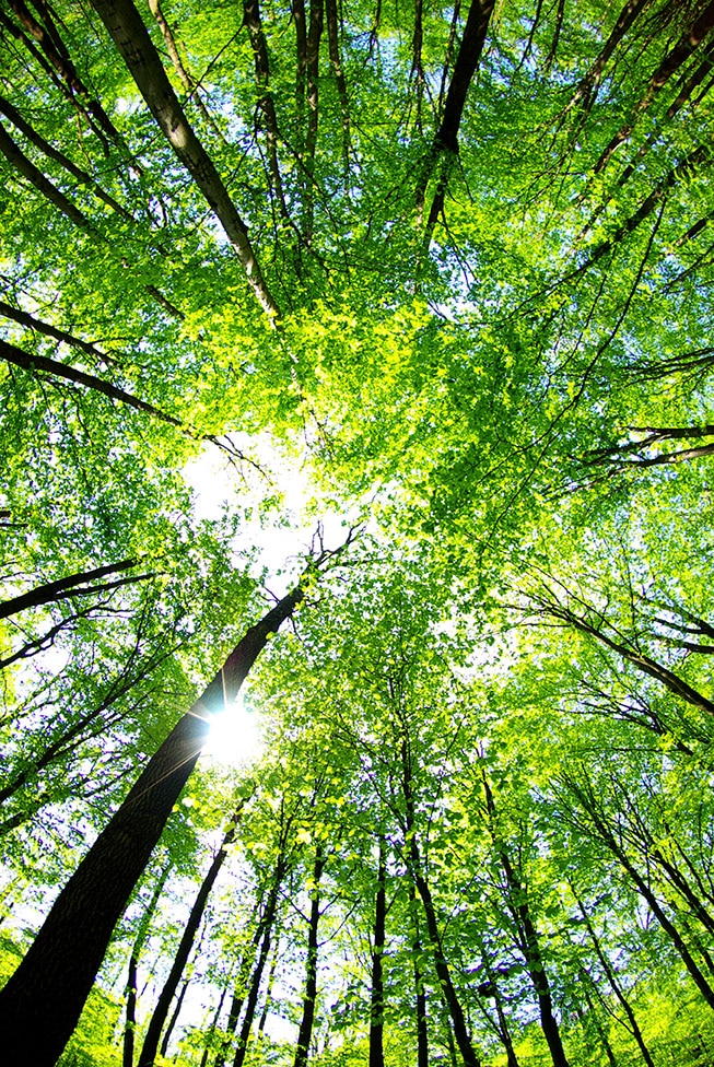 Early morning sun in the green forest.